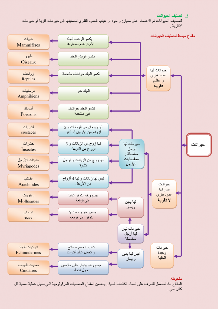 اول الكائنات ظهروا في التعاقب الأولي