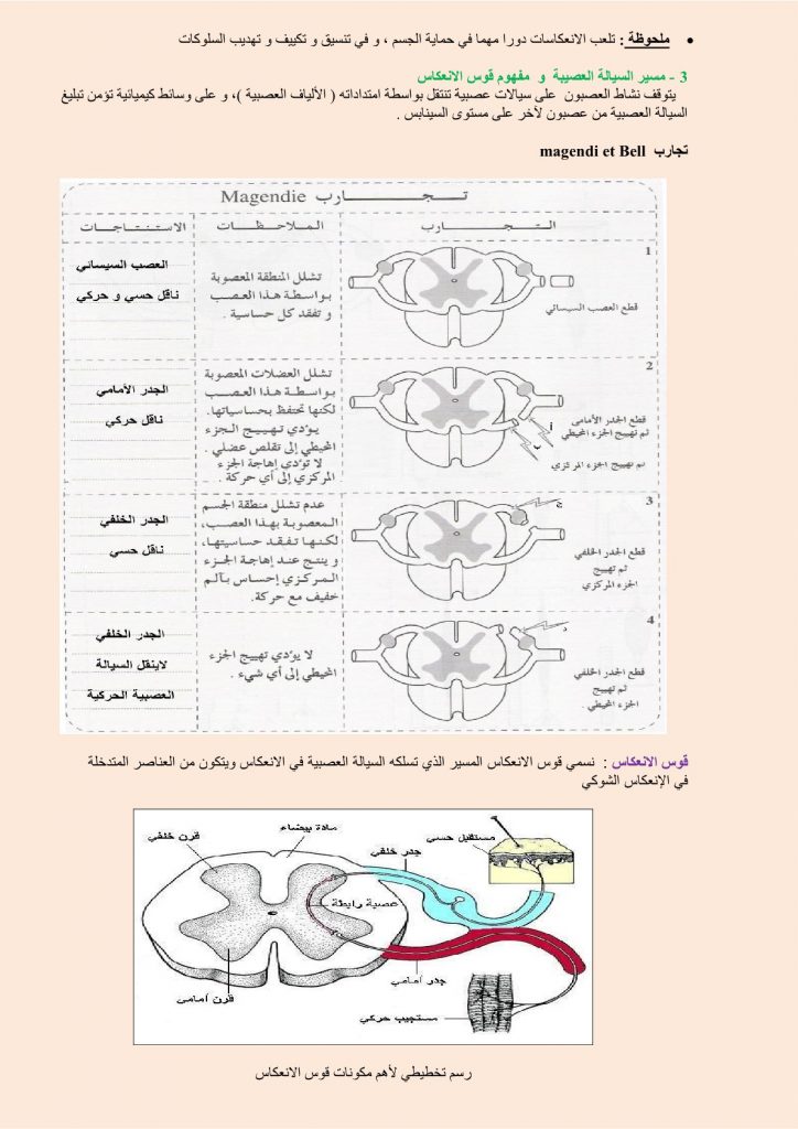 درس الجهاز العصبي للسنة الثالثة إعدادي