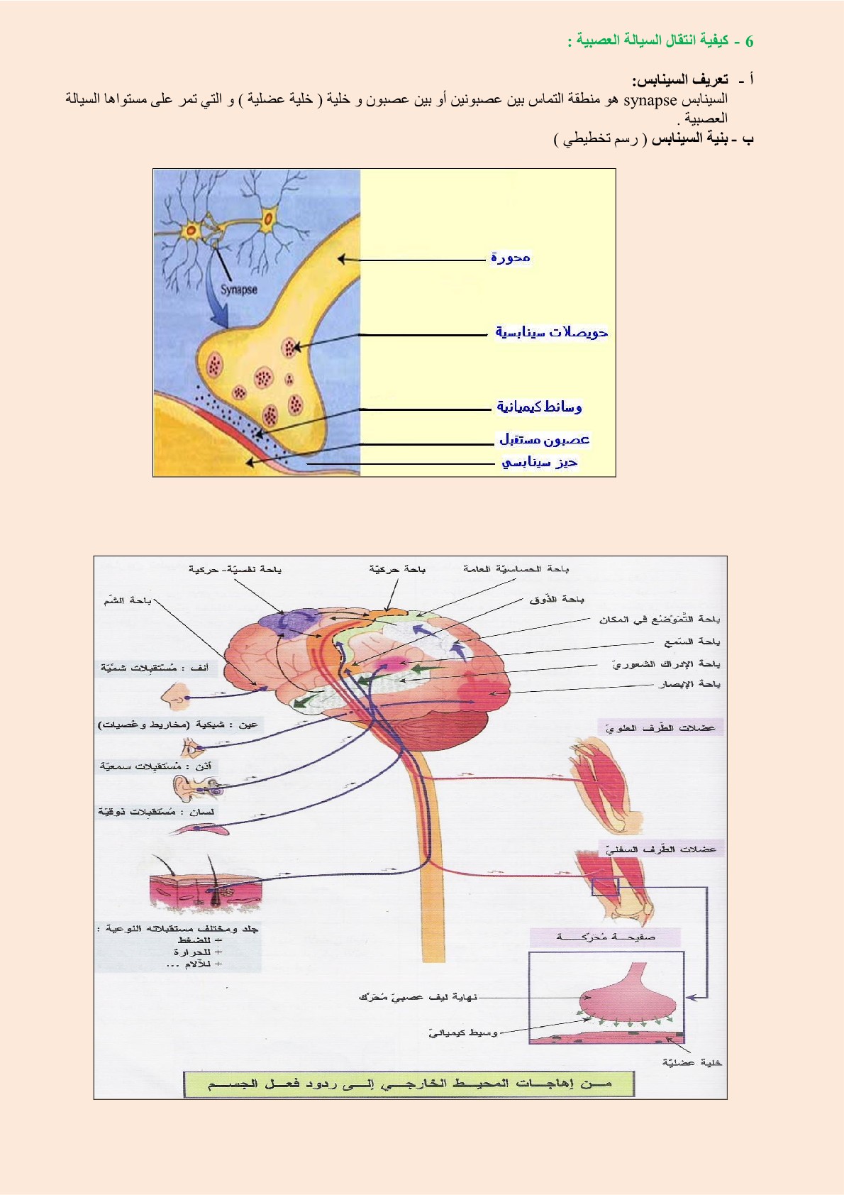 الجهاز التنفسي رسم